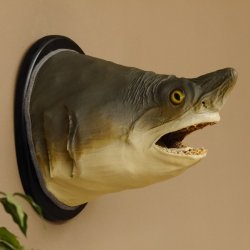 Haikopf Sandtigerhai Kopfpräparat Kopf auf Schild Fisch