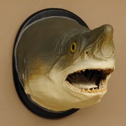Haikopf Sandtigerhai Kopfpräparat Kopf auf Schild Fisch