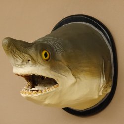 Haikopf Sandtigerhai Kopfpräparat Kopf auf Schild Fisch