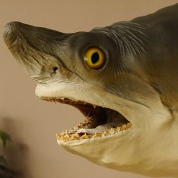 Haikopf Sandtigerhai Kopfpräparat Kopf auf Schild Fisch