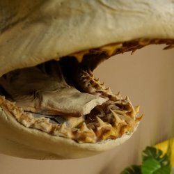 Haikopf Sandtigerhai Kopfpräparat Kopf auf Schild Fisch