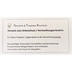 Löwenfell Fell Kopfpräparation offenes Maul Vorleger Trophäe Teppich Länge 315 cm mit Cites/VMG