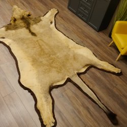 Löwenfell Fell Kopfpräparation offenes Maul Vorleger Trophäe Teppich Länge 315 cm mit Cites/VMG