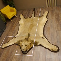Löwenfell Fell Kopfpräparation offenes Maul Vorleger Trophäe Teppich Länge 315 cm mit Cites/VMG