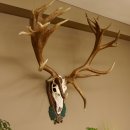 Rothirschgeweih hochkapitaler Hirsch ung. 28 ender Höhe 130 cm Hirschgeweih Geweih geschnitztem Trophäenschild 70.1012