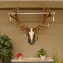 Rothirschgeweih hochkapitaler Hirsch ung. 28 ender Höhe 130 cm Hirschgeweih Geweih geschnitztem Trophäenschild 70.1012