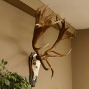 Rothirschgeweih hochkapitaler Hirsch ung. 28 ender Höhe 130 cm Hirschgeweih Geweih geschnitztem Trophäenschild 70.1012