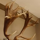 Rothirschgeweih hochkapitaler Hirsch ung. 28 ender Höhe 130 cm Hirschgeweih Geweih geschnitztem Trophäenschild 70.1012