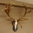 Rothirschgeweih hochkapitaler Hirsch ung. 28 ender Höhe 130 cm Hirschgeweih Geweih geschnitztem Trophäenschild 70.1012