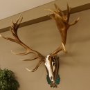 Rothirschgeweih hochkapitaler Hirsch ung. 28 ender Höhe 130 cm Hirschgeweih Geweih geschnitztem Trophäenschild 70.1012
