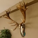 Rothirschgeweih hochkapitaler Hirsch ung. 28 ender Höhe 130 cm Hirschgeweih Geweih geschnitztem Trophäenschild 70.1012