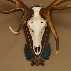 Rothirschgeweih hochkapitaler Hirsch ung. 28 ender Höhe 130 cm Hirschgeweih Geweih geschnitztem Trophäenschild 70.1012