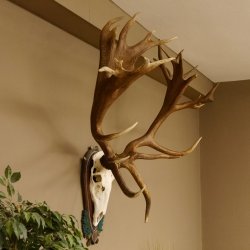Rothirschgeweih hochkapitaler Hirsch ung. 28 ender Höhe 130 cm Hirschgeweih Geweih geschnitztem Trophäenschild 70.1012