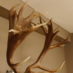 Rothirschgeweih hochkapitaler Hirsch ung. 28 ender Höhe 130 cm Hirschgeweih Geweih geschnitztem Trophäenschild 70.1012