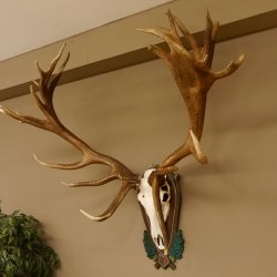 Rothirschgeweih hochkapitaler Hirsch ung. 28 ender Höhe 130 cm Hirschgeweih Geweih geschnitztem Trophäenschild 70.1012