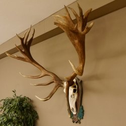 Rothirschgeweih hochkapitaler Hirsch ung. 28 ender Höhe 130 cm Hirschgeweih Geweih geschnitztem Trophäenschild 70.1012