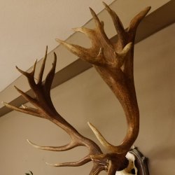 Rothirschgeweih hochkapitaler Hirsch ung. 28 ender Höhe 130 cm Hirschgeweih Geweih geschnitztem Trophäenschild 70.1012