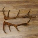 2 x Rothirschstange Hirschstangen Hirsch Stange Abwurfstangen für Bastler 71.3.47