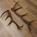 2 x Rothirschstange Hirschstangen Hirsch Stange Abwurfstangen für Bastler 71.3.47