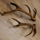 2 x Rothirschstange Hirschstangen Hirsch Stange Abwurfstangen für Bastler 71.3.47