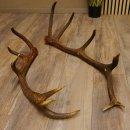 2 x Rothirschstange Hirschstangen Hirsch Stange Abwurfstangen für Bastler 71.3.47