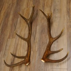 2 x Rothirschstange Hirschstangen Hirsch Stange Abwurfstangen für Bastler 71.3.47