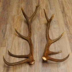 2 x Rothirschstange Hirschstangen Hirsch Stange Abwurfstangen für Bastler 71.3.47