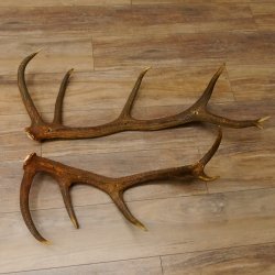 2 x Rothirschstange Hirschstangen Hirsch Stange Abwurfstangen für Bastler 71.3.47