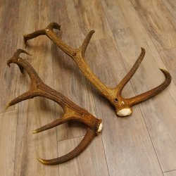 2 x Rothirschstange Hirschstangen Hirsch Stange Abwurfstangen für Bastler 71.3.47