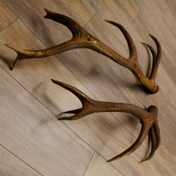 2 x Rothirschstange Hirschstangen Hirsch Stange Abwurfstangen für Bastler 71.3.47