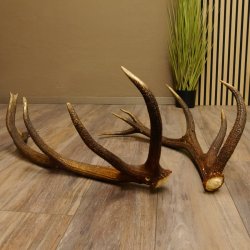 2 x Rothirschstange Hirschstangen Hirsch Stange Abwurfstangen für Bastler 71.3.47