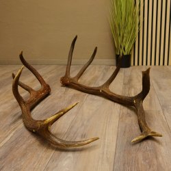 2 x Rothirschstange Hirschstangen Hirsch Stange Abwurfstangen für Bastler 71.3.47