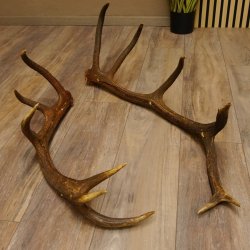2 x Rothirschstange Hirschstangen Hirsch Stange Abwurfstangen für Bastler 71.3.47