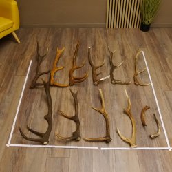 10 Stück Rothirsch Stangen  2 Stück Elch Stangen für Bastler