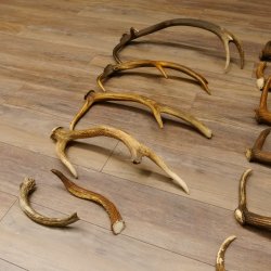 10 Stück Rothirsch Stangen  2 Stück Elch Stangen für Bastler