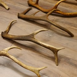 10 Stück Rothirsch Stangen  2 Stück Elch Stangen für Bastler