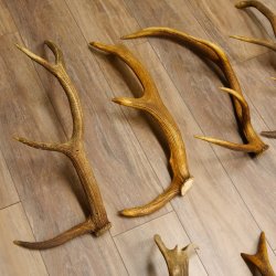 10 Stück Rothirsch Stangen  2 Stück Elch Stangen für Bastler