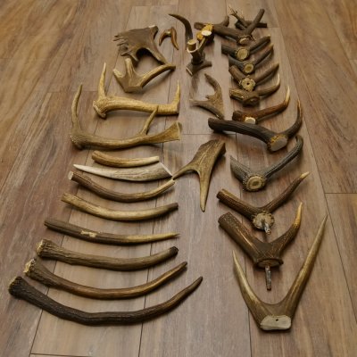 30 x Geweihteilen Stangen Damhirschstangen abgesägt Gewicht 4,86 kg Dam Hirsch Konvolut