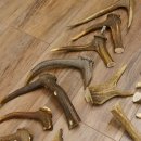 30 x Geweihteilen Stangen Damhirschstangen abgesägt Gewicht 4,86 kg Dam Hirsch Konvolut