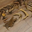 30 x Geweihteilen Stangen Damhirschstangen abgesägt Gewicht 4,86 kg Dam Hirsch Konvolut