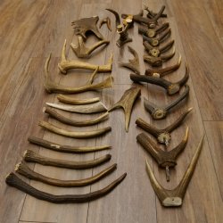 30 x Geweihteilen Stangen Damhirschstangen abgesägt Gewicht 4,86 kg Dam Hirsch Konvolut