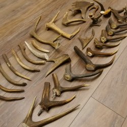 30 x Geweihteilen Stangen Damhirschstangen abgesägt Gewicht 4,86 kg Dam Hirsch Konvolut