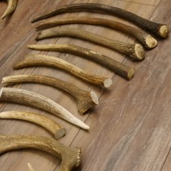 30 x Geweihteilen Stangen Damhirschstangen abgesägt Gewicht 4,86 kg Dam Hirsch Konvolut