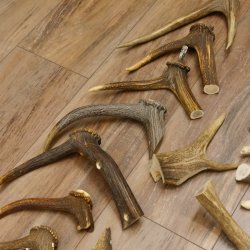 30 x Geweihteilen Stangen Damhirschstangen abgesägt Gewicht 4,86 kg Dam Hirsch Konvolut