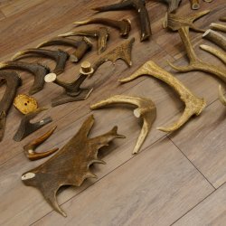 30 x Geweihteilen Stangen Damhirschstangen abgesägt Gewicht 4,86 kg Dam Hirsch Konvolut
