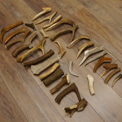 30 x Geweihteilen Stangen Damhirschstangen abgesägt Gewicht 4,8 kg Hirsch Konvolut