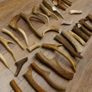 30 x Geweihteilen Stangen Damhirschstangen abgesägt Gewicht 4,8 kg Hirsch Konvolut