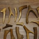 30 x Geweihteilen Stangen Damhirschstangen abgesägt Gewicht 4,8 kg Hirsch Konvolut