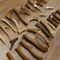 30 x Geweihteilen Stangen Damhirschstangen abgesägt Gewicht 4,8 kg Hirsch Konvolut