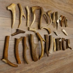 30 x Geweihteilen Stangen Damhirschstangen abgesägt Gewicht 4,8 kg Hirsch Konvolut